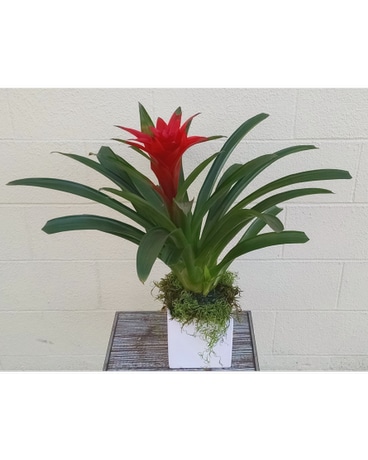 Bromeliad Plant