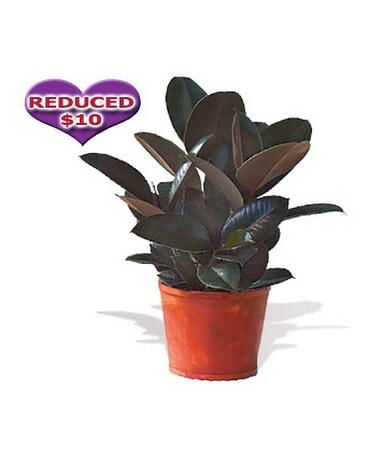 Rubber Plant