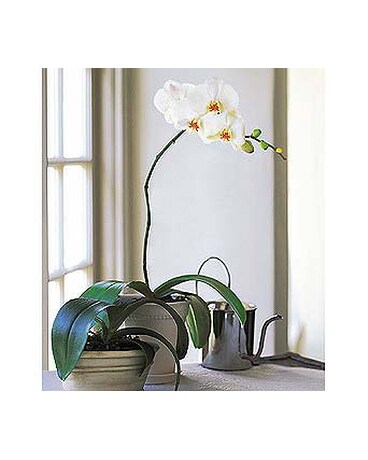 Potted white orchid plant