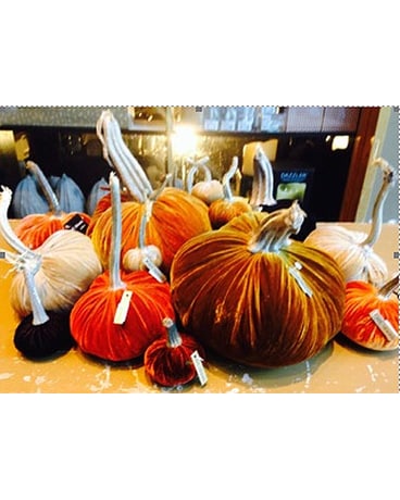 Jonathan’s BEST OF THE BUNCH  had picked group of velvet pumpkins