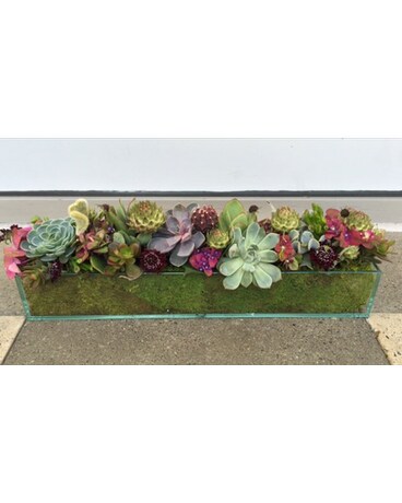 Modern Succulent garden