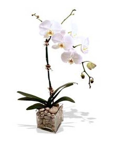 Potted White Orchid Plant