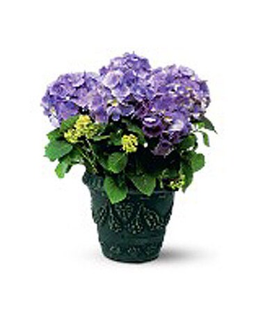 Potted Purple Hydrangea Plant