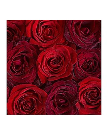 RED ROSES