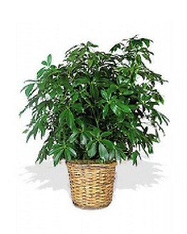 Schefflera Arbicola Flower Arrangement