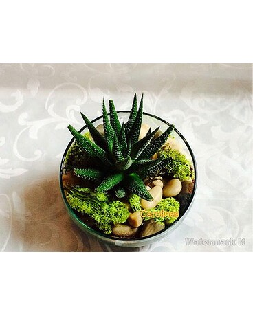 HAWORTHIA GARDEN