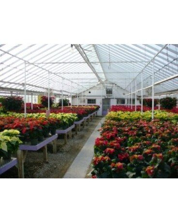 Poinsettia Greenhouse