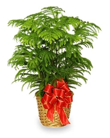 Norfolk Pine Flower Arrangement