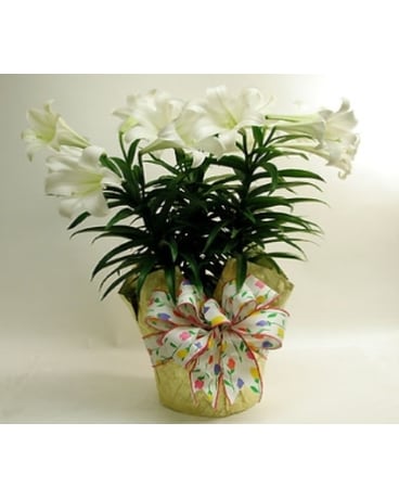 Easter Lily Triple