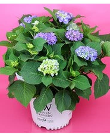 Hydrangea Bush