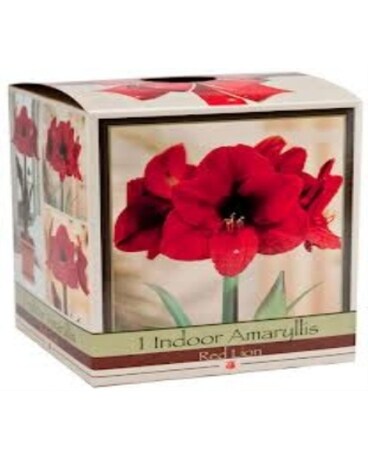 Amaryllis Plant