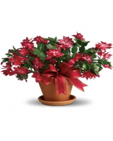 Merry Christmas Cactus