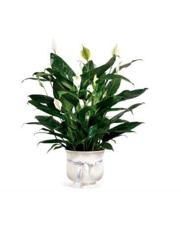 Comfort Planter