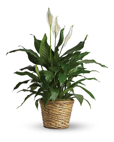 Medium Spathiphyllum Plant Flower Arrangement