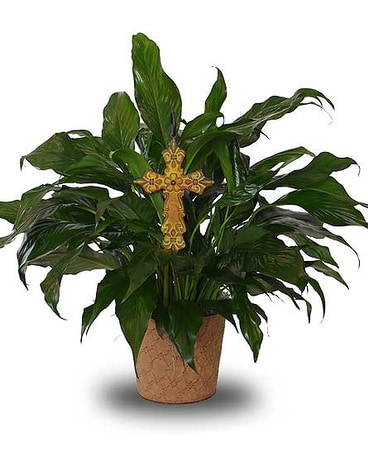 Divine Peace Lily