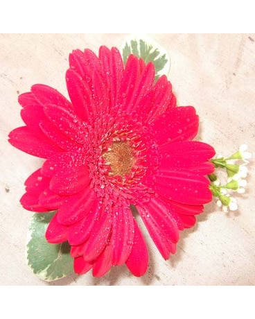 Gerbera Bout