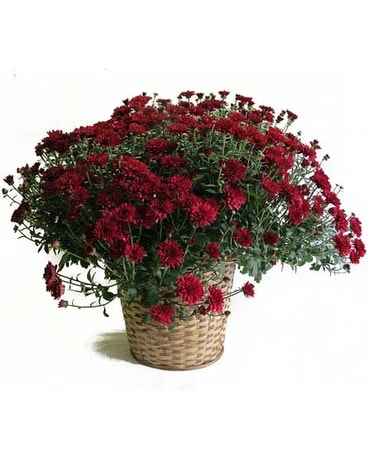 Hardy Mum Plant