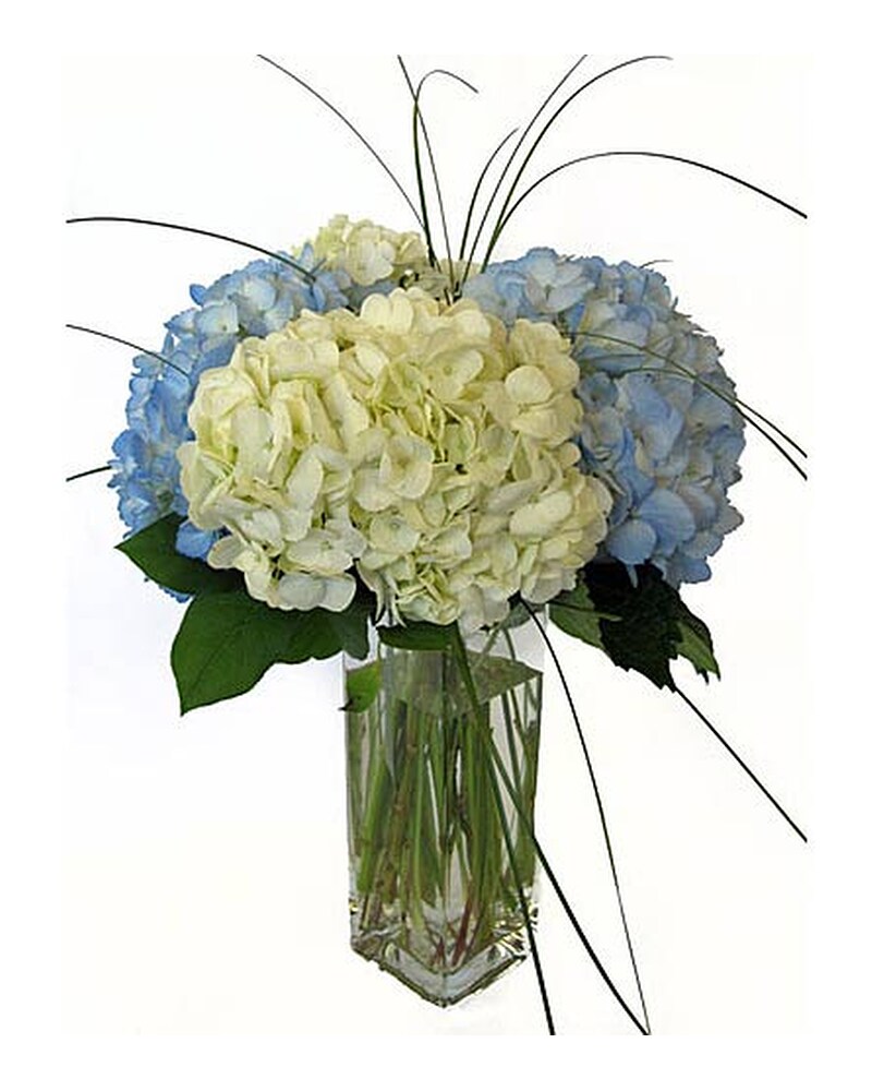 Blue and White Hydrangea in Amherst NY - The Trillium's