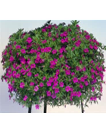 Hanging Baskets