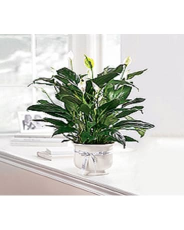 Comfort Planter