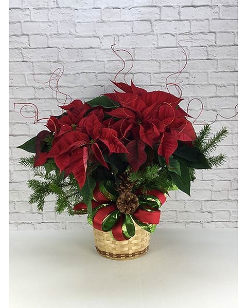 Dressed Poinsettia: 8 inch pot - Pollard's Florist