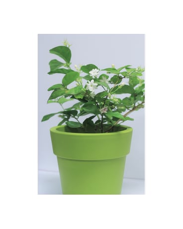 Jasmine Plant Flower Arrangement