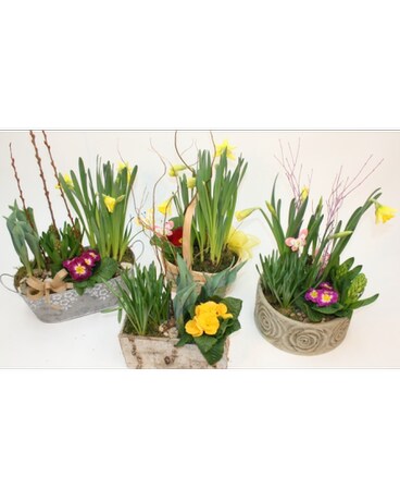 Spring Bulb Planter
