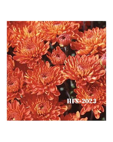 Bronze Mum Plant