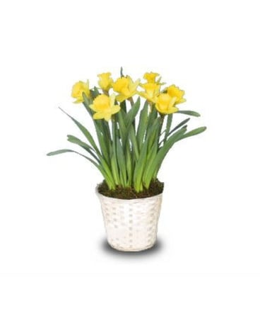 Daffodil Plant