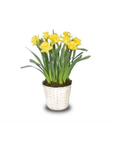 Daffodil Plant Flower Arrangement