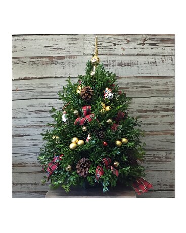 Boxwood Tree