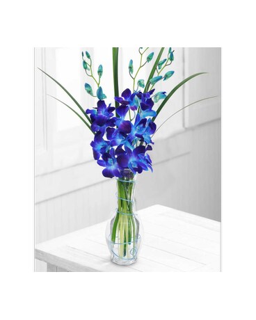 Blue Dendrobium Orchids in a Vase