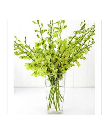 Green Dendrobium Orchids in a Vase