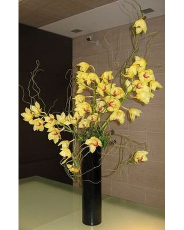 Orchid Money Tree