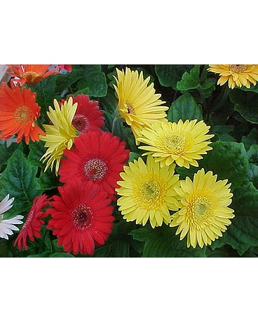 Gerbera