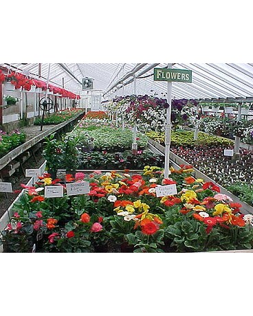 Greenhouse