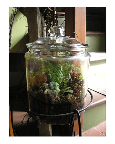 Terrarium