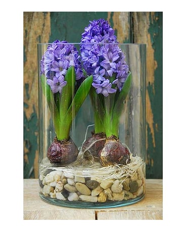 Hyacinth Bulbs In Glass In Gibsons Bc Gibsons Florist Ltd