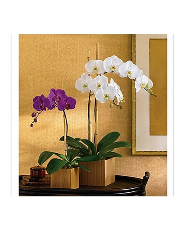 Imperial Orchids