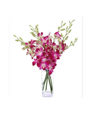 Simply Orchids