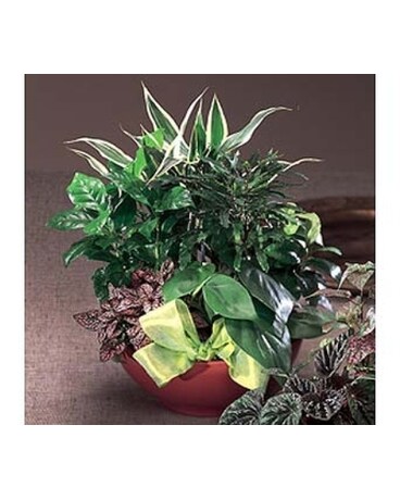 Dish Garden I
