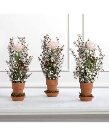 Potted Rose Altar Arrangement