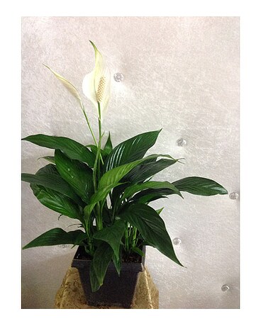 Peace Lily Plant Flower Arrangement