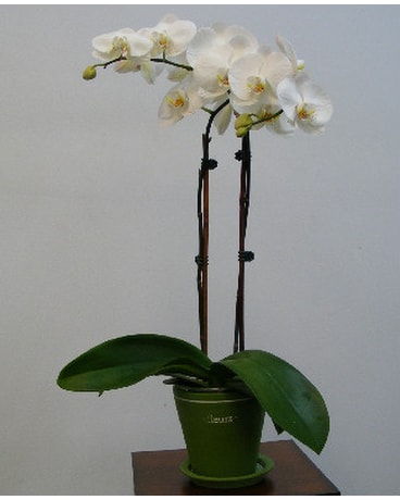Phalaenopsis Orchid Plant