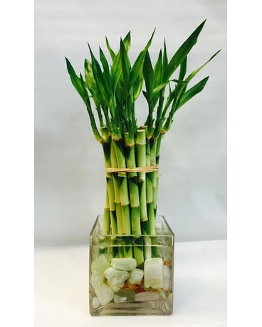 10 Jade Stone Lucky Bamboo