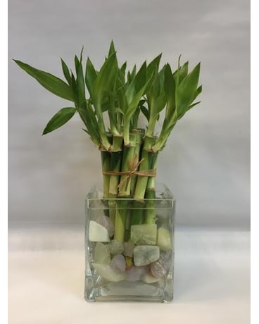 7 Jade Stone Lucky Bamboo