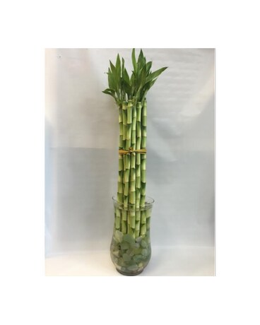 24 Lucky Bamboo (20 Stem)