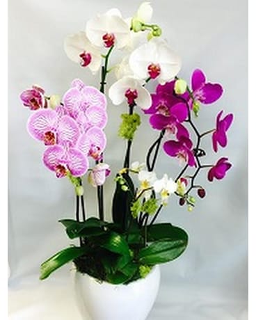 Pure Orchids