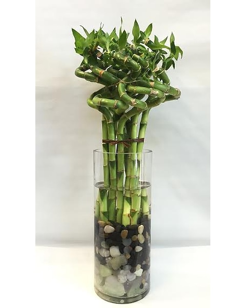 17 Curly Lucky Bamboo in West Los Angeles CA - Sharon Florist