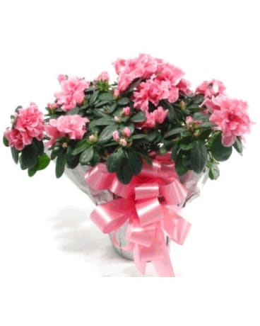 Azalea Plant